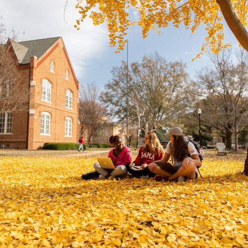 Fall, students, studying, diversity, leaves, ginkgo tree